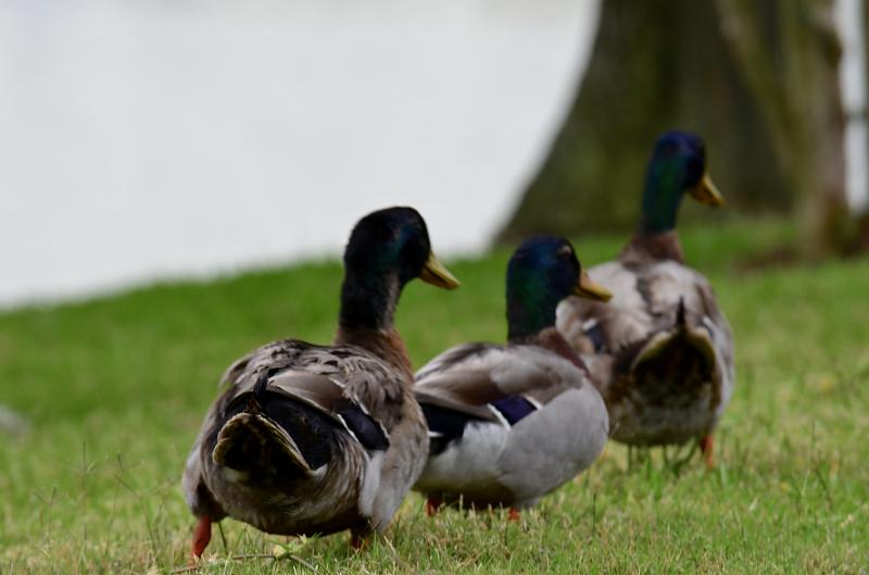 Park Photo by Kat Pennance