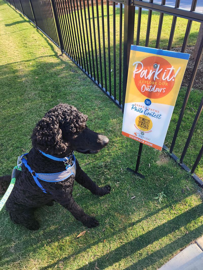 Park Photo by Shelley Dimmer
