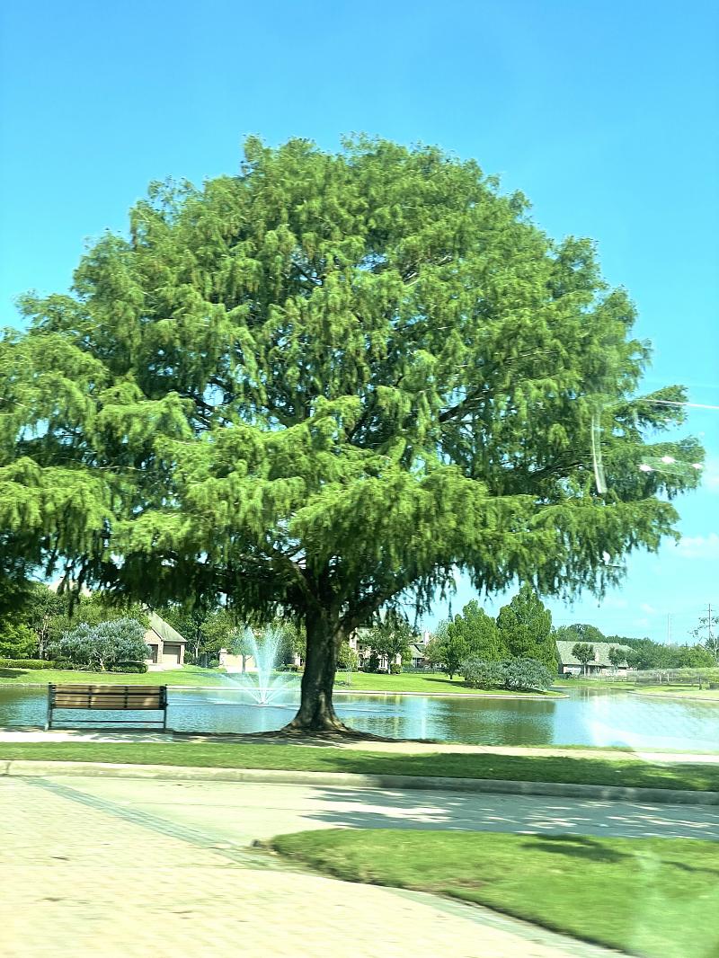Park Photo by Cindy Cheng