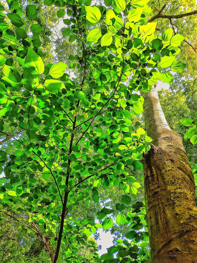 Park Photo by Joseph Callahan